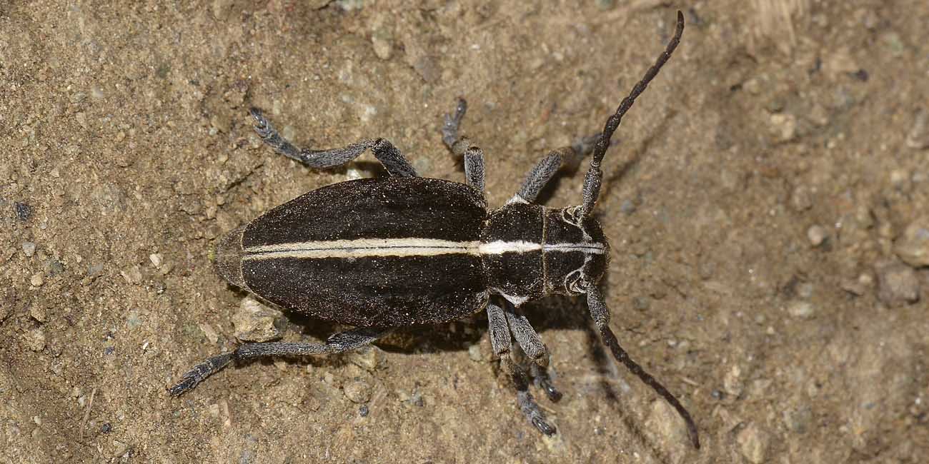 maschio e femmina di Dorcadion arenarium - Cerambycidae